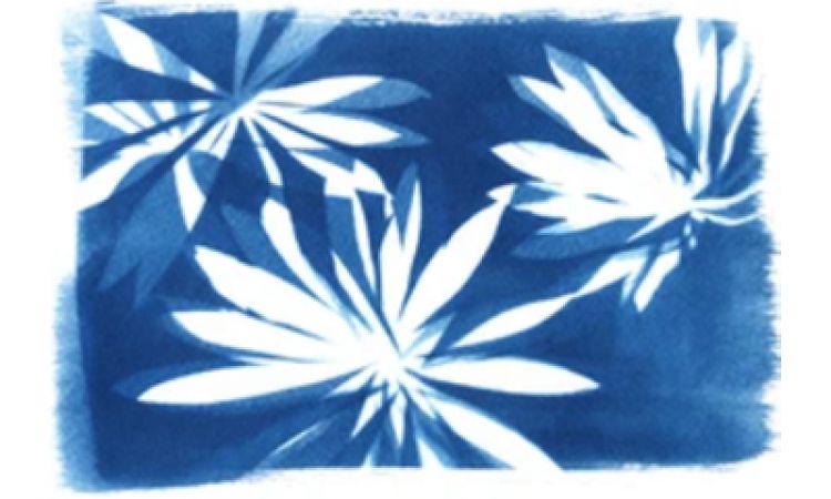 cyanotype facebook.jpg